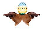 jack russell dog with an easter egg on his head, from back and behind , isolated on white background