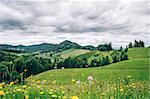 Landscape in Styria with coloful flowers in the foreground