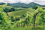 Grapevines in the hills of Southern Styria