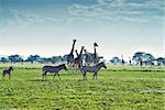 Zebras, giraffes and wildebeests are walking in African savannah