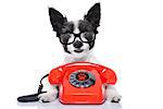 black terrier dog with  glasses as secretary or operator with red old  dial telephone or retro classic phone