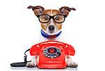 Jack russell dog with glasses as secretary or operator with red old  dial telephone or retro classic phone