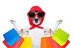 jack russell dog  with shopping bags ready for discount and sale at the  mall, isolated on white background
