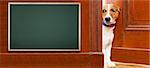 jack russell dog surprised and  curious what is on that empty and blank blackboard, sitting behind home door