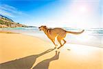 terrier dog having fun,running , jumping and playing at the beach on summer holidays