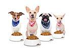 row of dogs as a group or team , all hungry and tonge sticking out ,in front of food bowls , isolated on white background