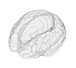 Wire-frame of human with occipital region of brain. Isolated on white background