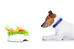 jack russell dog  with  healthy  vegan food bowl, isolated on white background, while sitting on the floor