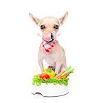 chihuahua dog  with  healthy  vegan food bowl, isolated on white background