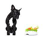 french bulldog dog  with  healthy  vegan food bowl, isolated on white background