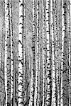 Spring sunny trunks birch trees black and white