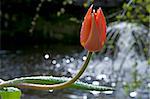 One tulip with water drops is shining in sunlight. Blur natural background also is sunlit.