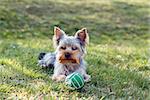 Cute small yorkshire terrier is lying on a green lawn outdoor, no people with green ball