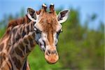 Closeup vivid portrait of beautiful Ugandan giraffe