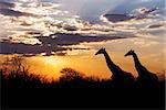 sunset and giraffes in silhouette in Africa, dramatic sky, Botswana