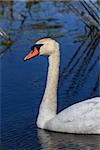 white swan in the Danube Delta, Romania