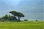 Scenic view of panorama inside Ngorongoro crater