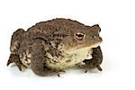 Common toad, bufo bufo, isolated on white background