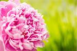 Bright peony bud on a background of solar meadow.