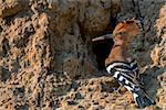 Male of common hoopoe ( Upupa epops ) is sitting near its nest in the whole