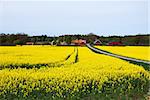 Swedish village with red barns and blossom rapeseed field at the island Oland