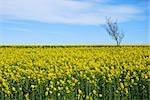 Solitude tree in a blossom rapeseed field at the swedish island oland