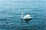 stunning white swan on the blue water of a lake , natural ambient ,