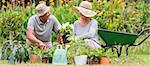 Happy grandmother and grandfather gardening on a sunny day