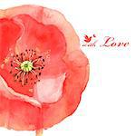 very beautiful flower poppy love bird, beautiful vector illustration