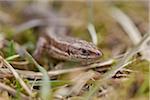 Close-up of Iberian Wall Lizard (Podarcis hispanica) in Meadow in Spring, Franconia, Bavaria, Germany