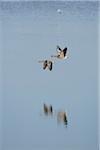 Portrait of Flying Greylag Geese (Anser anser) in Spring, Franconia, Bavaria, Germany