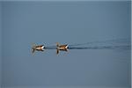 Portrait of Two Swimming Greylag Geese (Anser anser) in Spring, Franconia, Bavaria, Germany