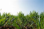 Surface level view of wheat field with new green growth