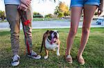 Portrait of bulldog in park between legs of young couple