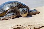 Turtle on beach, close-up, Hawaii