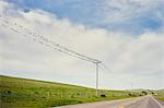 View of highway 1 and large group of birds perched on telegraph wires, Big Sur, California, USA