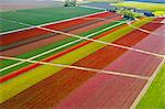 Aerial view of colorful tulip fields and paths