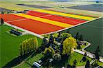 Aerial view of colorful tulip fields and trees