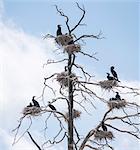 Birds perching on bare tree
