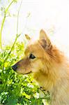 Dog on meadow