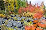 Rocks among autumn trees