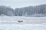 Deer running through winter field