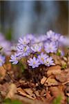 Close-up of Common Hepatica (Anemone hepatica) on the forest floor in early spring, Upper Palatinate, Bavaria, Germany