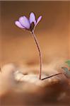 Close-up of Common Hepatica (Anemone hepatica) on the forest-floor in early spring, Upper Palatinate, Bavaria, Germany