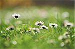 Close-up of a common daisy (Bellis perennis) blossom in spring, Upper Palatinate, Bavaria, Germany