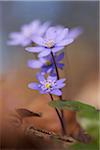 Close-up of Common Hepatica (Anemone hepatica) on the forest-floor in early spring, Upper Palatinate, Bavaria, Germany