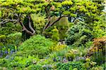 Hidcote Manor Garden, Hidcote Bartrim, near Chipping Campden, Gloucestershire, The Cotswolds, England, United Kingdom