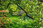 Flowering shrubs and trees, Hidcote Manor Garden, Hidcote Bartrim, near Chipping Campden, Gloucestershire, The Cotswolds, England, United Kingdom