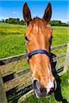 Close-up portrait of horse looking at camera, Bourton-on-the-Water, Gloucestershire, The Cotswolds, England, United Kingdom