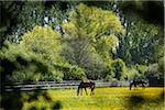 Horses grazing in field, Lower Slaughter, Gloucestershire, The Cotswolds, England, United Kingdom